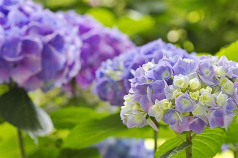 Hydrangea Full Hd Wallpaper And Background Image 2048x1365 Id347403