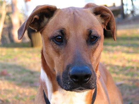 Doberman mix doberman pinscher dog big dogs i love dogs cute dogs weimaraner rottweiler white doberman pinscher black doberman doberman mix bulldog puppies for sale baby. 15 UNREAL Boxer Cross Breeds You've Got To See To Believe