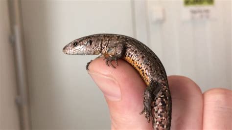 During pregnancy, the thymus is depleted of thymocytes and undergoes changes coming to consist primarily of numerous degen … Viviparous lizard / Zootoca vivipara - YouTube