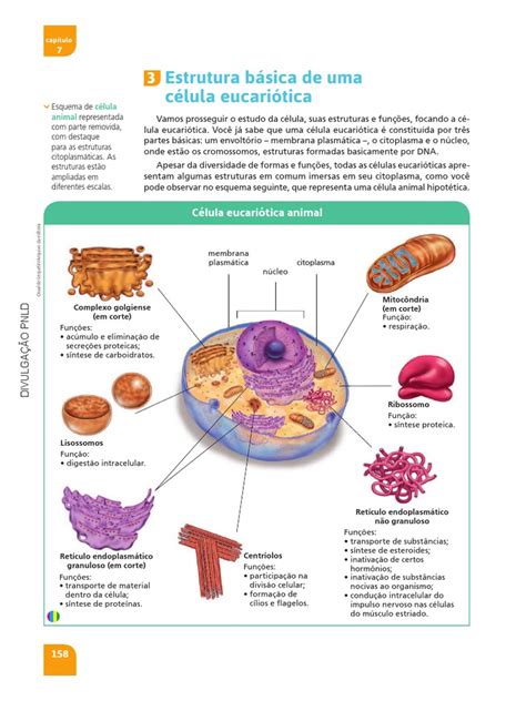 Estrutura Básica De Uma Célula Animal Citoplasma Célula Biologia