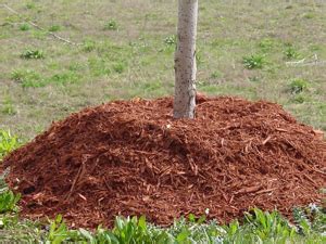 Water runs off the sides of the sloped mulch and. How to Mulch Trees