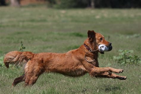 Check spelling or type a new query. Golden Photo Gallery - Golden Retriever Club of America