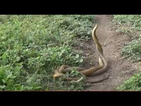Snake Having Sex Real Snakes Mate Snakes Reproduction