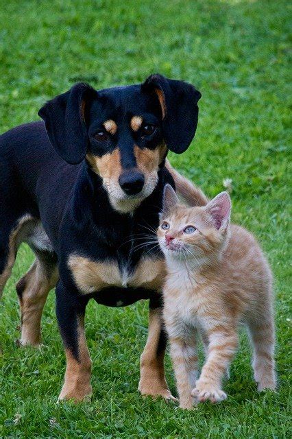 Other people celebrated holy days by throwing cats from church towers. Cat Dog Animals · Free photo on Pixabay