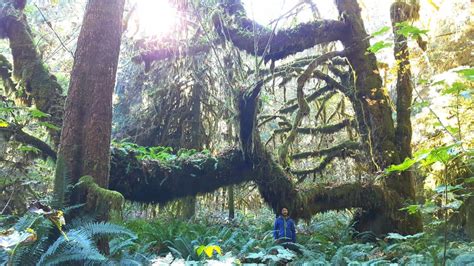 Most Magnificent Old Growth Forest In Canada Found On Vancouver Island