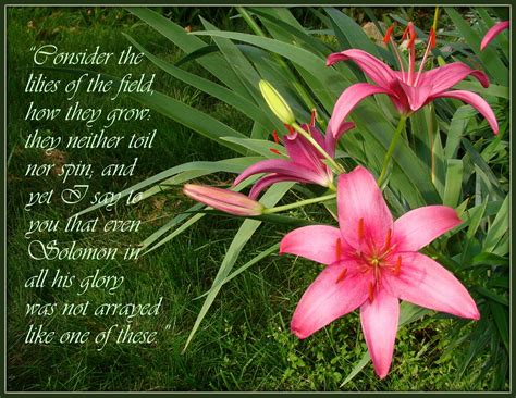 Matthew 628 29 Consider The Lilies Of The Field How They Grow