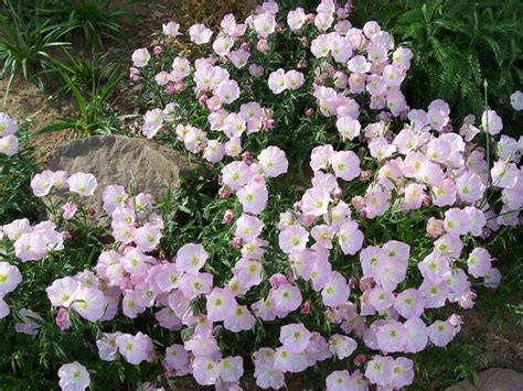 Wedding, event and everyday flowers and gifts. Plant Your Own Magical Moon Garden With Flowers That Bloom ...