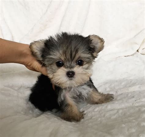 Micro Teacup Yorkie Cute Teacup Puppies Pomeranian Puppy For Sale