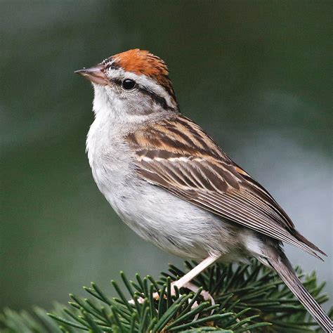 Chipping Sparrow Audubon Field Guide