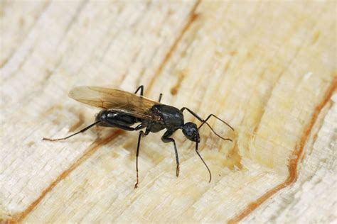 Flying ants tiny winged bugs in house. Flying ants and how to get rid of it | Ants with wings ...