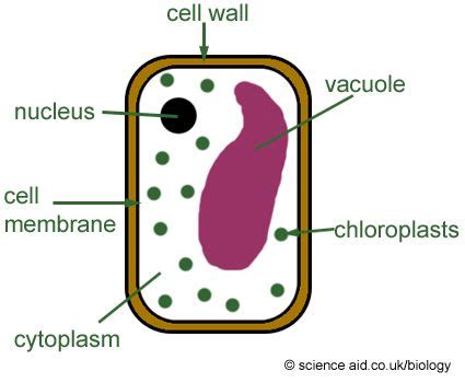 They have specialized peripheral nucleus and other specialized structures along with the nucleus. Simple plant cell diagram for kids | Simple plant cell ...