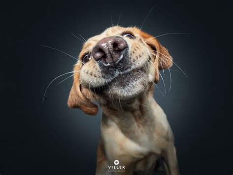 Labrador Retriever From My Ongoing Series „dogs Catching Treats The
