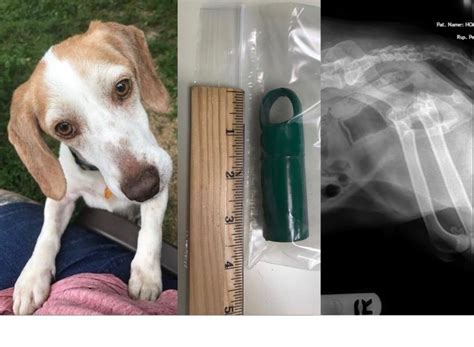 Sexually Abused Dog Undergoes Surgery To Remove Broom Handle