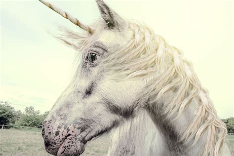 Here's One Thing All the Billion-Dollar Unicorns Have in Common - Recode