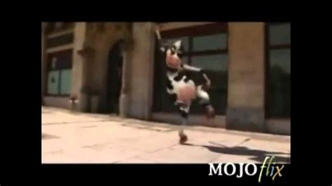 Crazy Cow I Like To Moo Fast Motion Youtube