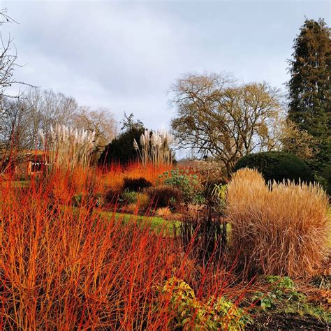 10 Plants To Paint Your Dull Winter Garden With Vibrant Colours