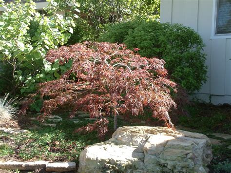 .palmatum 'atropurpureum' acer palmatum 'bloodgood' acer palmatum 'crimson queen' acer palmatum 'garnet' acer palmatum 'katsura' acer palmatum 'momoiro koyasan' acer palmatum. Acer palmatum 'Dissectum Atropurpureum'