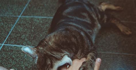 Tabby Cat Biting A Persons Hand · Free Stock Photo