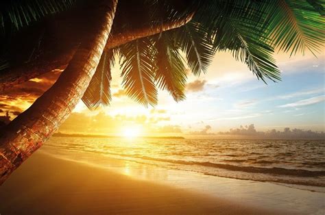 Tropical Sandy Beach Sunset Wallpaper Palm Trees Sea Photo