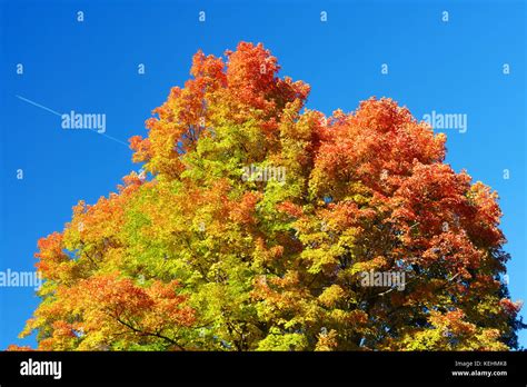 Maple Tree With Autumnal Colors Agains A Deep Blue Sky Stock Photo Alamy