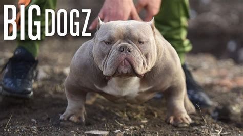 The american bully is the fastest growing breed in terms of popularity. The Muscular Micro-Bully With $10,000 Pups | BIG DOGZ ...