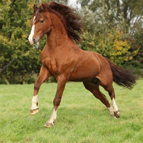 Nice Chestnut Welsh Pony Stallion Jumping — Stock Photo © Zuzule 23966615