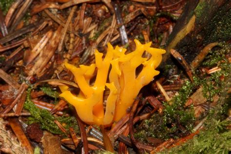 Goldgelbe Koralle Ramaria Aurea Pilz Waldpilz Mushroom Flickr