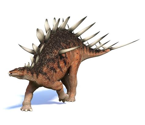 Its back was covered with a double row of triangular bony plates on each side of the backbone. Kentrosaurus Pictures & Facts - The Dinosaur Database