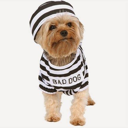 Maybe you would like to learn more about one of these? disfraces+bonitos+para+perros,+disfraces+tiernos+para ...