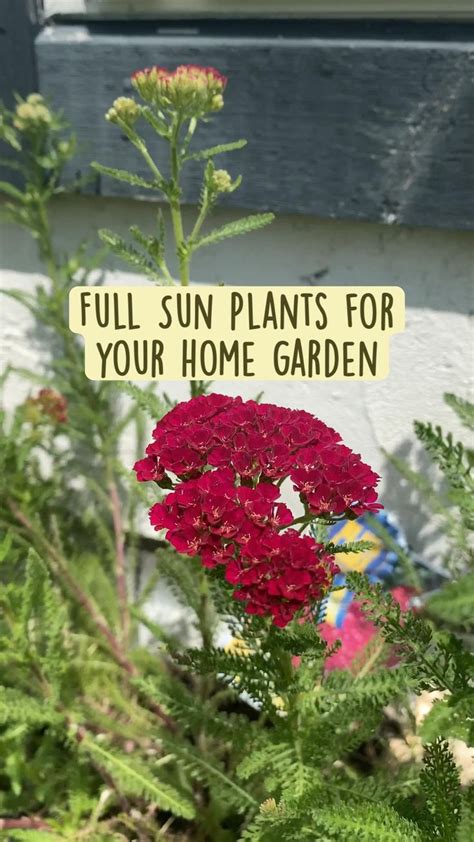Shrubs In Front Of House Full Sun In 2022 Sun Plants Summer Plants