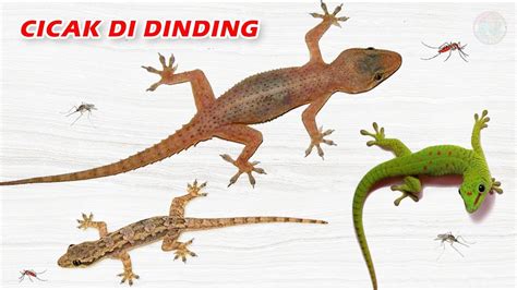 CICAK CICAK DI DINDING 🦎 - YouTube