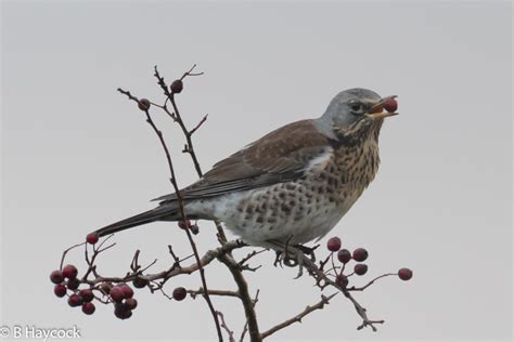Pembrokeshire Birds Martletwy Winter Thrushes On The Hedgerow