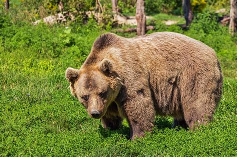 Himalayan Brown Bear Facts Habitat Population Pictures