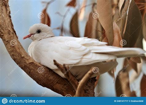 White Dove Sitting On A Tree Branch Stock Image Image Of Beautiful