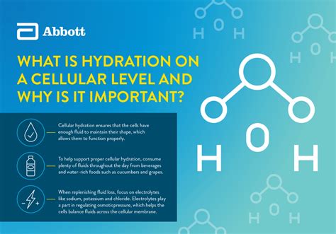 What Is Hydration On A Cellular Level And Why Is It Important