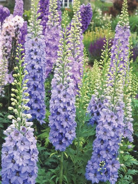 10 Bonny Blue Plants And Flowers Delphinium Flowers Hummingbird