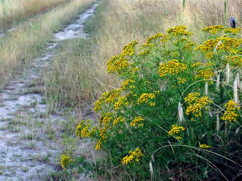 Früher haben die menschen sich mit dem rainfarn entwurmt. Rainfarn Foto & Bild | pflanzen, pilze & flechten, blüten ...
