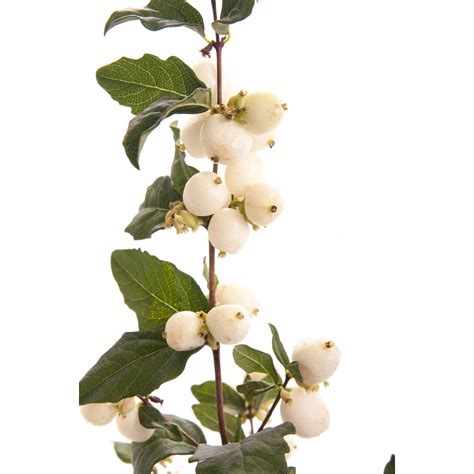 White Snowberry Flower Muse