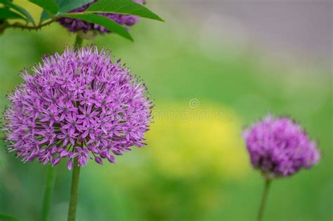 Beautiful Purple Flowers In Garden Stock Image Image Of France