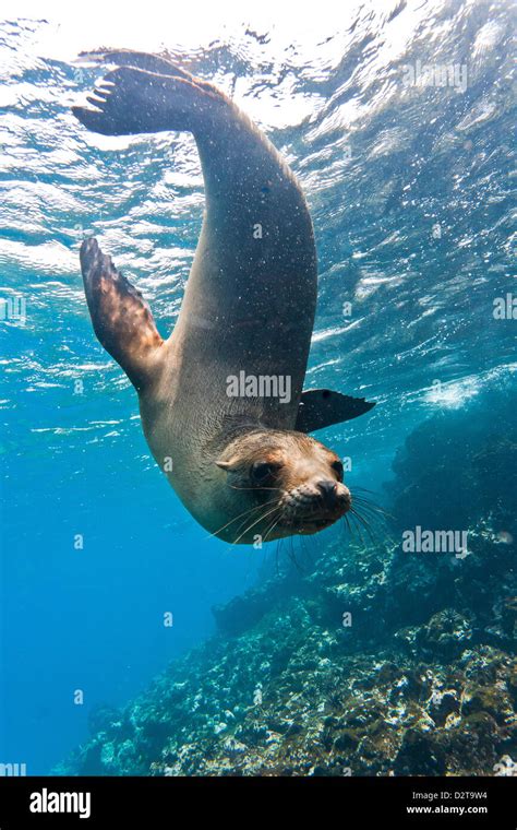 Galapagos Sea Lion Zalophus Wollebaeki Underwater Champion Island