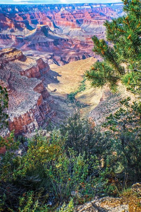 Looking Down At Majestic Grand Canyon From South Rim Framed By Pine