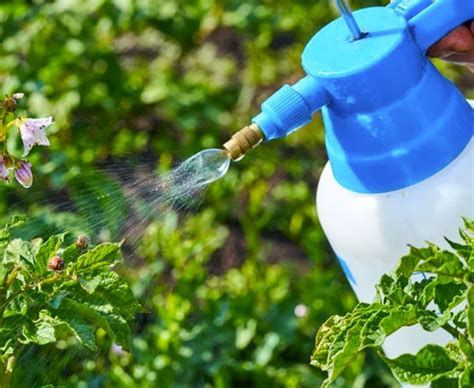 How To Make Organic Pesticides To Eradicate Plant Pests Powerful