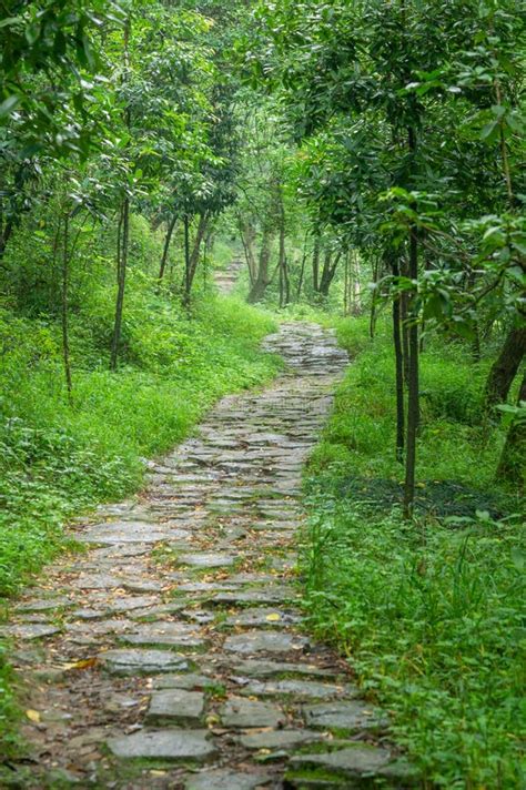 Forest Stone Path Stock Image Image Of Walk Green 249261427