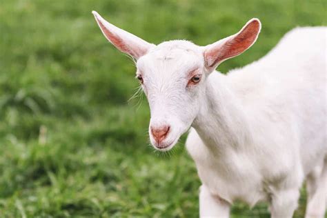 Saanen Goat Breed Info Characteristics Breeding And Care