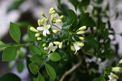 Orange Jasmine Plant Care And Growing Guide