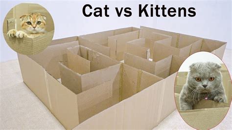 Giant Maze Labyrinth For Cat Kittens Can They Exit Youtube