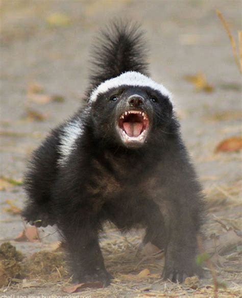 Top 10 And Only Reasons Why The Honey Badger Should Be Your Spirit
