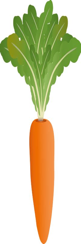 Carrot Vegetable Clipart Free Download Transparent Png Creazilla
