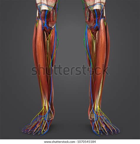 Legs Muscle Anatomy Arteries Veins Nerves 스톡 일러스트 1070545184 Shutterstock