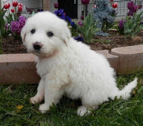 Great pyrenees puppies are becoming popular pets. GREAT PYRENEES PUPPIES Snow White or Wolf Grey Mask ...